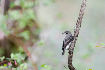 虫をくわえるコサメビタキ(Asian brown flycatcher)