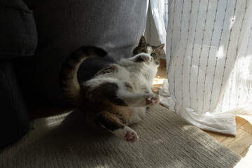 Funny cat caught in the act showing the underside of its paws.