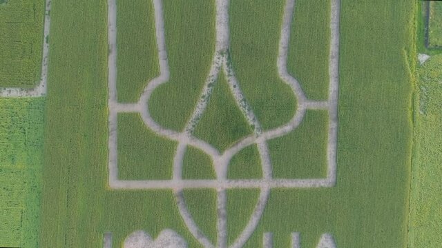 Aerial view.  National emblem of Ukraine on a corn field. 
