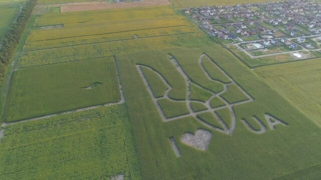 Aerial view.  National emblem of Ukraine on a corn field