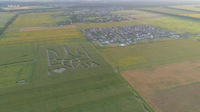 Aerial view.  National emblem of Ukraine on a corn field. 