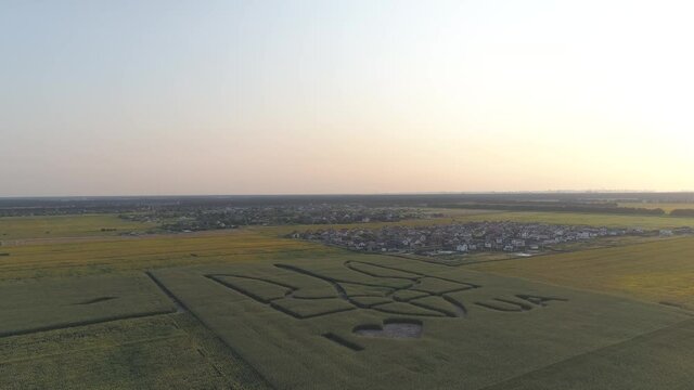 Aerial view.  National emblem of Ukraine on a corn field. 