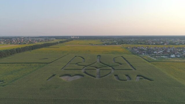 Aerial view.  National emblem of Ukraine on a corn field. 