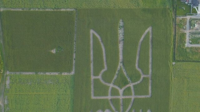 Aerial view.  National emblem of Ukraine on a corn field. 