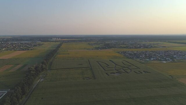 Aerial view.  National emblem of Ukraine on a corn field. 