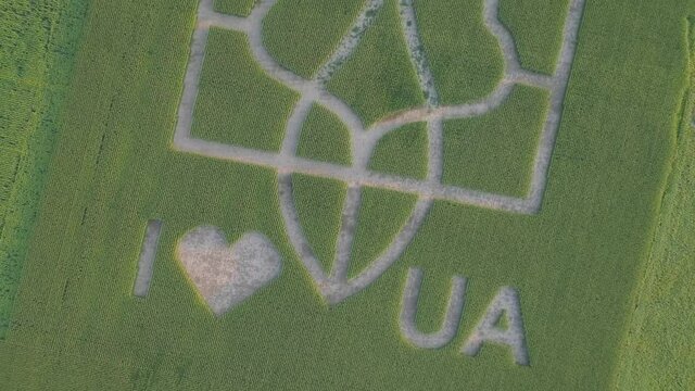 Aerial view.  National emblem of Ukraine on a corn field. 
