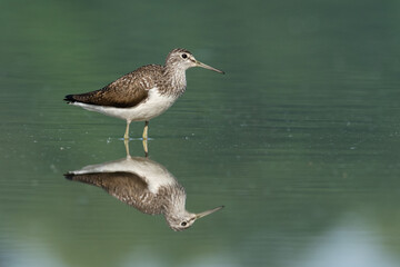 Beautiful nature scene with Wood sandpiper (Tringa glareola). Wood sandpiper (Tringa glareola) in the nature habitat. Wildlife shot of Wood sandpiper (Tringa glareola).