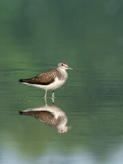 Beautiful nature scene with Wood sandpiper (Tringa glareola). Wood sandpiper (Tringa glareola) in the nature habitat. Wildlife shot of Wood sandpiper (Tringa glareola).
