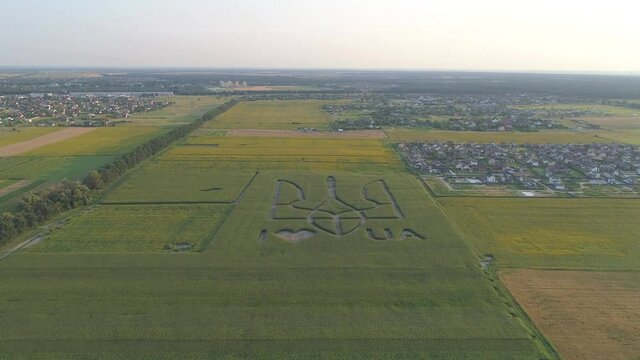Aerial view.  National emblem of Ukraine on a corn field. 