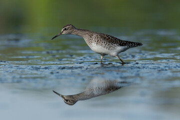 Obraz premium Beautiful nature scene with Wood sandpiper (Tringa glareola). Wood sandpiper (Tringa glareola) in the nature habitat. Wildlife shot of Wood sandpiper (Tringa glareola).