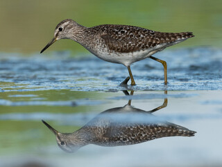 Beautiful nature scene with Wood sandpiper (Tringa glareola). Wood sandpiper (Tringa glareola) in the nature habitat. Wildlife shot of Wood sandpiper (Tringa glareola).