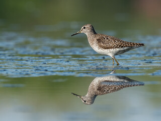 Obraz premium Beautiful nature scene with Wood sandpiper (Tringa glareola). Wood sandpiper (Tringa glareola) in the nature habitat. Wildlife shot of Wood sandpiper (Tringa glareola).