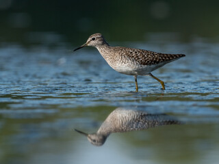 Beautiful nature scene with Wood sandpiper (Tringa glareola). Wood sandpiper (Tringa glareola) in the nature habitat. Wildlife shot of Wood sandpiper (Tringa glareola).