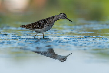 Beautiful nature scene with Wood sandpiper (Tringa glareola). Wood sandpiper (Tringa glareola) in the nature habitat. Wildlife shot of Wood sandpiper (Tringa glareola).