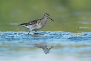 Beautiful nature scene with Wood sandpiper (Tringa glareola). Wood sandpiper (Tringa glareola) in...