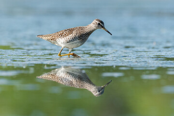 Obraz premium Beautiful nature scene with Wood sandpiper (Tringa glareola). Wood sandpiper (Tringa glareola) in the nature habitat. Wildlife shot of Wood sandpiper (Tringa glareola).