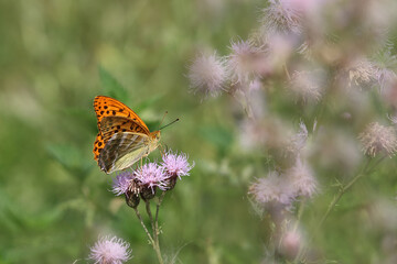 Kaisermantel Argynnis paphia auf rosa Blüte