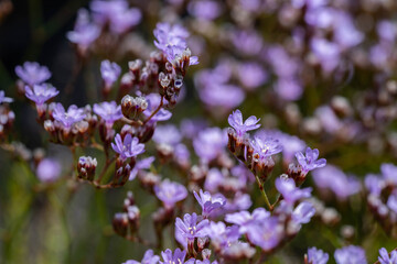 little lilac flowers by the ocean, good summer day