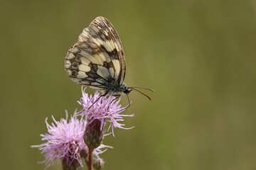 Obraz premium Schachbrettfalter Melanargia galathea auf rosa Distelblüte