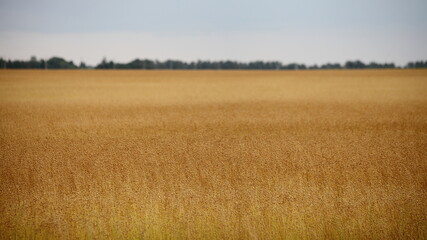 Golden ripe linen field at Sunny summer day with forest on horizon, linum argiculture in Europe...