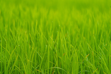 Fototapeta na wymiar Green rice field background with shallow depth of field