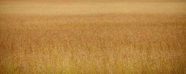 A many Golden ripe dry linen boxes on stems in the field - background texture