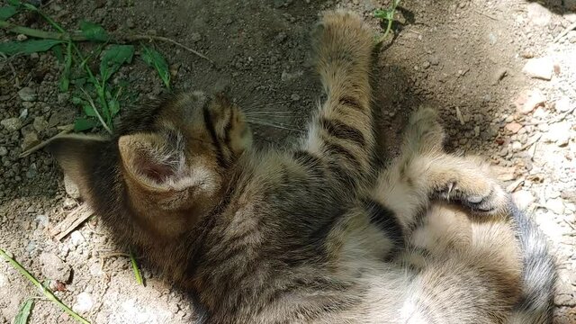 kitten sleeping in the garden
