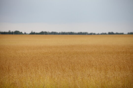 Yellow ripe linen field at Sunny summer day , linum harvest in East Europe