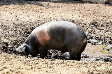 Freilandhaltung - ein  Schwein einer seltenen Rasse rüsselt im Schlamm