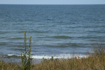 grass and sea