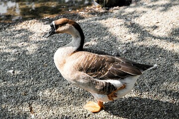 Im Einbeinstand in In Pose - Gans mit schwarzem Schnabel , auf einem Bein stehend