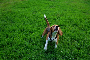 Beagle dog barking outdoor on green grass in park in summer