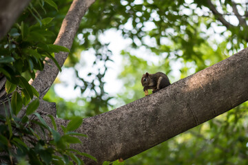 Fototapeta premium Squirrel chewing peanut on spring tree branch