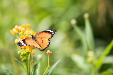 orange monarch butterfly in spring garden