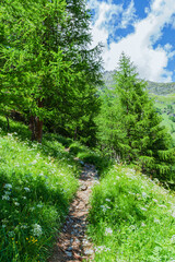 Fototapeta premium The woods, nature and the peace of the mountains of the Alpe Veglia - Devero natural park: a place suitable for the whole family near the town of Baceno, Italy - July 2021.