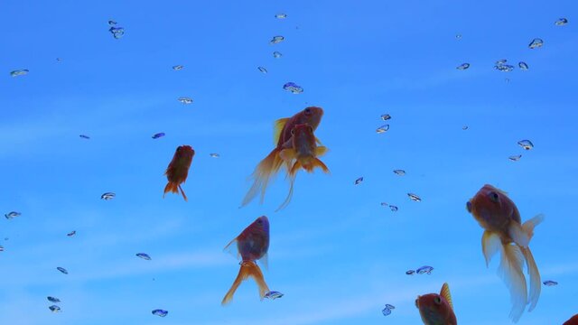 青空を泳ぐ金魚