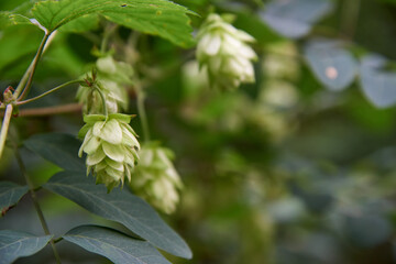 A bush of hops from which beer is then brewed.