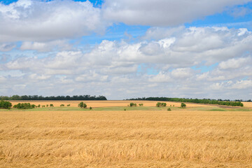 Summer landscape with fields of golden wheat and blue sky with clouds