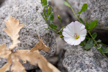 White field bindweed flower growing in between the rocks