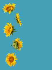 fresh yellow modern sunflower on the sunny blue background. modern summer gardening tropical jungle flat lay with copy space