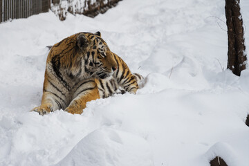 Fototapeta na wymiar Amur tiger lies in the snow in a nature park on a winter day. Protection of animal