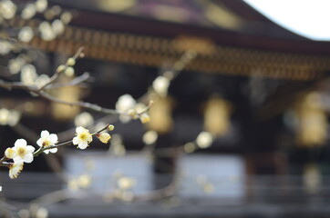 北野天満宮の梅