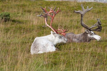 Naklejka na ściany i meble Herd of Reindeer (Rangifer tarandus), at the Barents Sea on Mageroya Island. Norway.