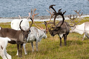 Herd of Reindeer (Rangifer tarandus), at the Barents Sea on Mageroya Island. Norway.