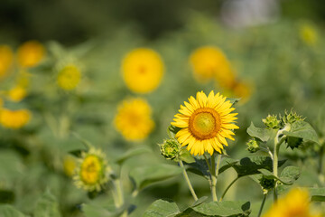 夏の花　向日葵