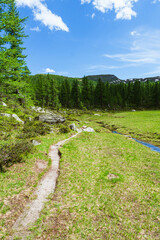 The woods, nature and the peace of the mountains of the Alpe Veglia - Devero natural park: a place suitable for the whole family near the town of Baceno, Italy - July 2021.