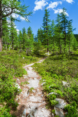 Obraz na płótnie Canvas The woods, nature and the peace of the mountains of the Alpe Veglia - Devero natural park: a place suitable for the whole family near the town of Baceno, Italy - July 2021.