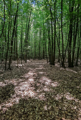 Obraz premium footpath in the woods