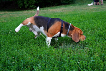 Beagle dog peeing on grass in park - obrazy, fototapety, plakaty