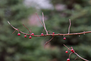 Beautiful branch with ripe red berries with raindrops on blurry background